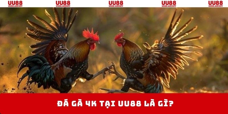 Chọi gà phát sóng 4k sắc nét mang tới trải nghiệm chân thực