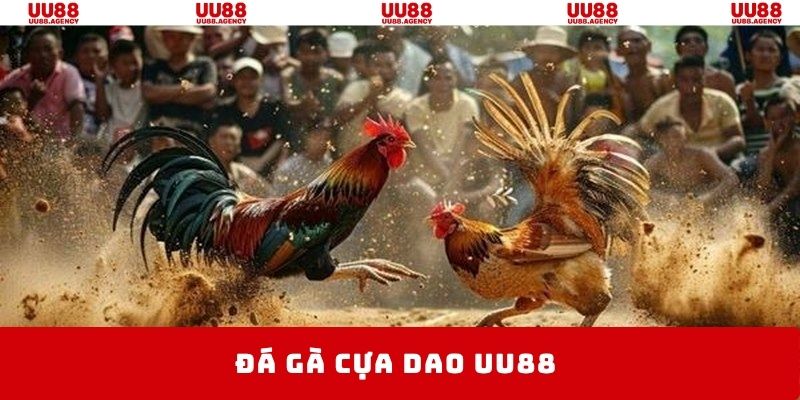 đá gà cựa dao