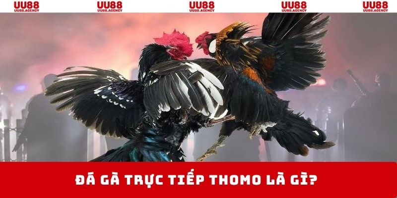 Đá gà phát live trực tiếp minh bạch từ trường đấu Thomo