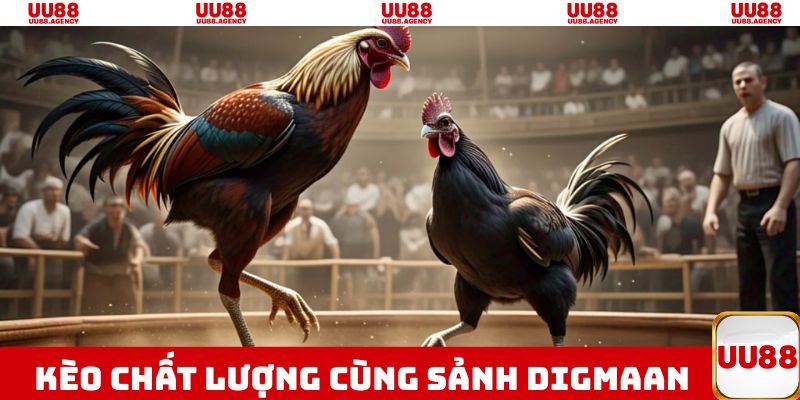 Đá gà UU88 hấp dẫn và chuyên nghiệp cùng sảnh Digmaan