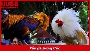 Vảy Gà Song Cúc