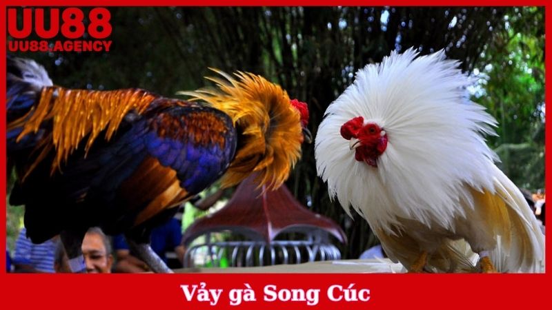 Vảy Gà Song Cúc